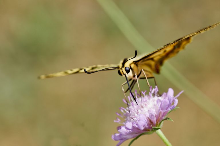 Papilio machaon - Macaón