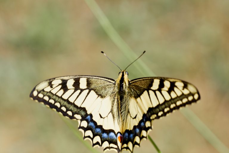 Papilio machaon - Macaón