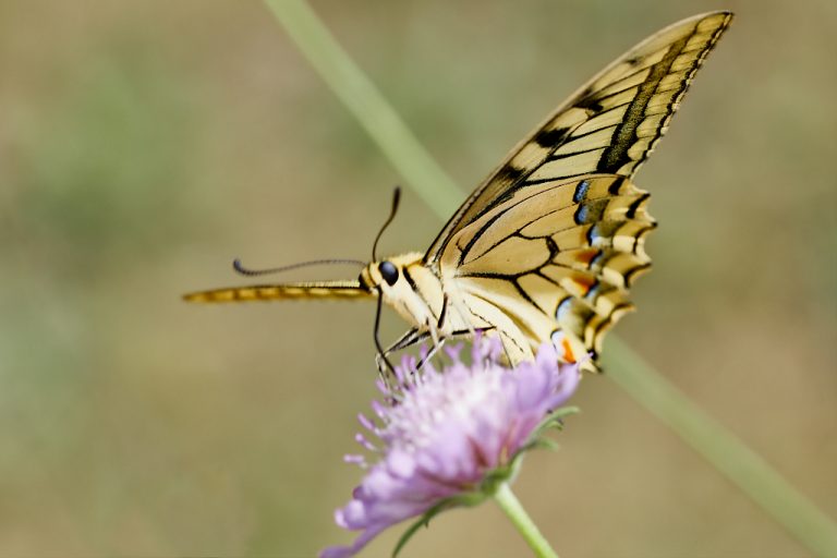 Papilio machaon - Macaón