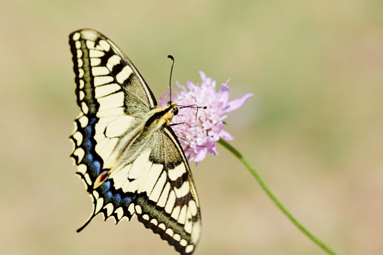 Papilio machaon - Macaón