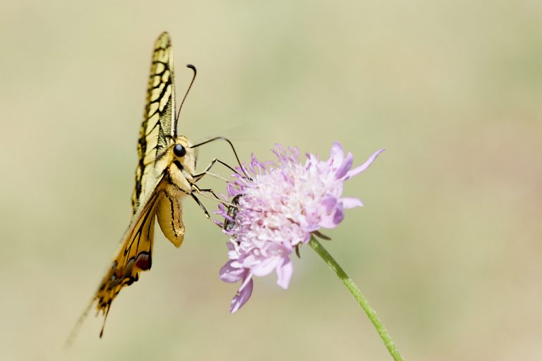 Papilio machaon - Macaón