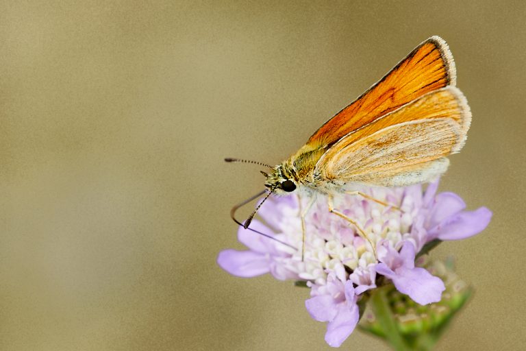 Thymelicus lineola - Dorada linea corta