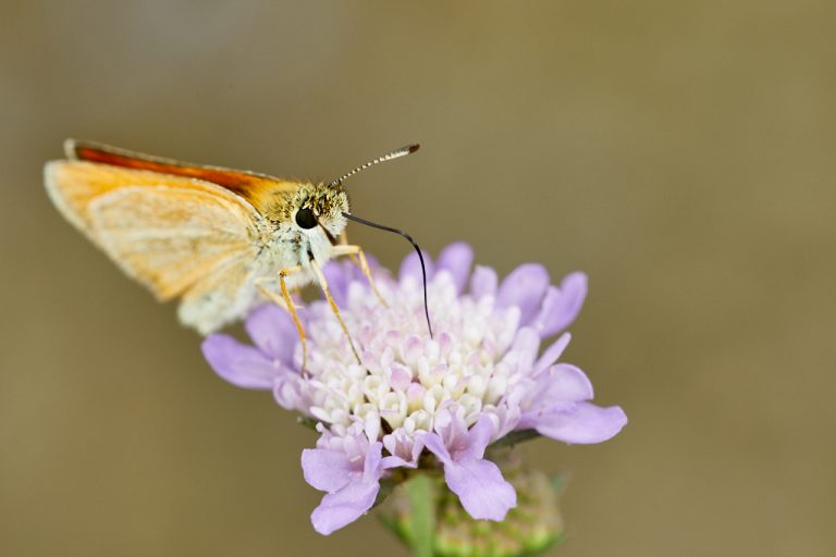 Thymelicus lineola - Dorada linea corta