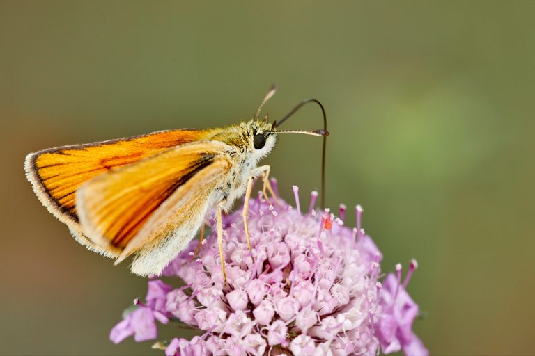 Thymelicus lineola - Dorada linea corta