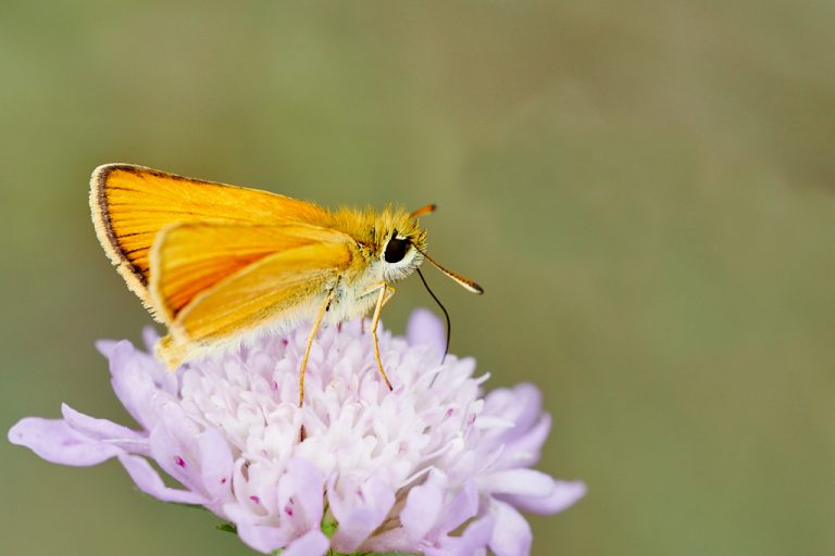 Thymelicus lineola - Dorada linea corta