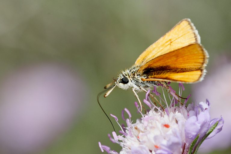 Thymelicus lineola - Dorada linea corta