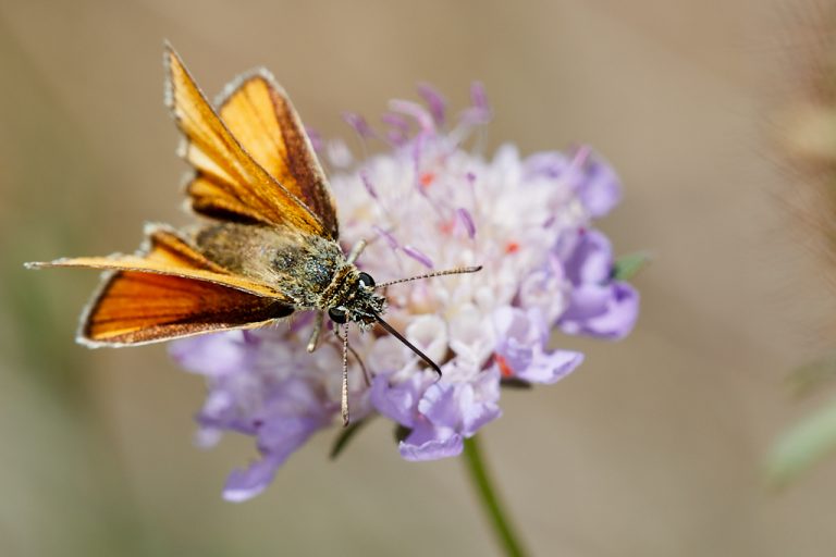 Thymelicus lineola - Dorada linea corta