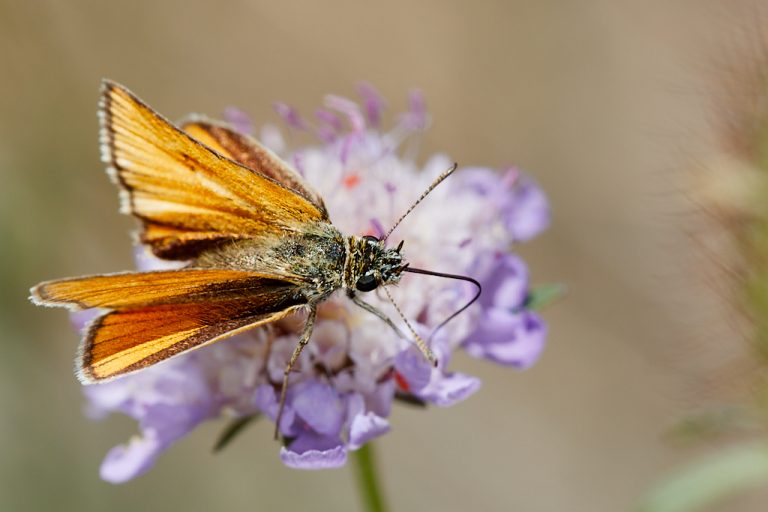 Thymelicus lineola - Dorada linea corta