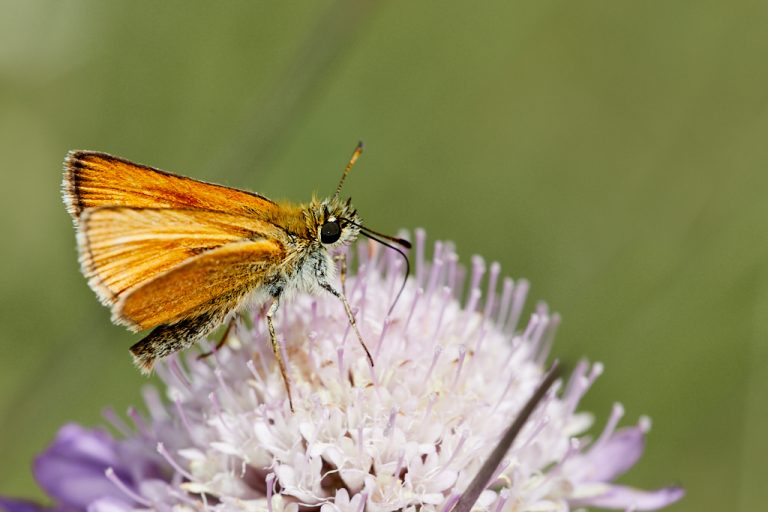 Thymelicus lineola - Dorada linea corta