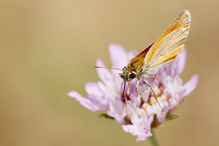 Thymelicus sylvestris - Dorada orla ancha