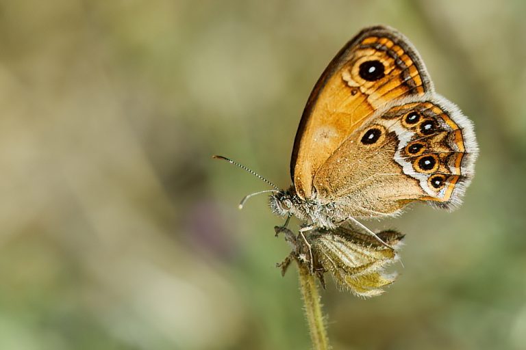 Coenonympha dorus - Ninfa de Esper