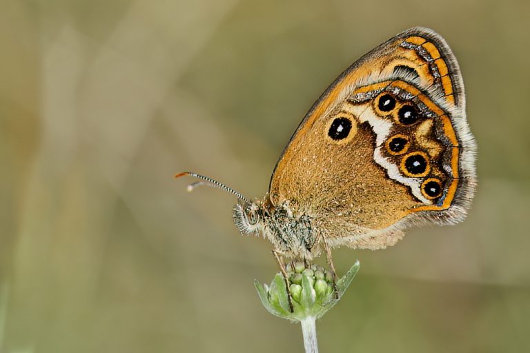 Coenonympha dorus - Ninfa de Esper