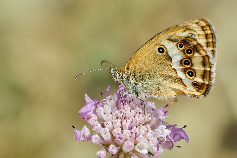 Coenonympha dorus - Ninfa de Esper