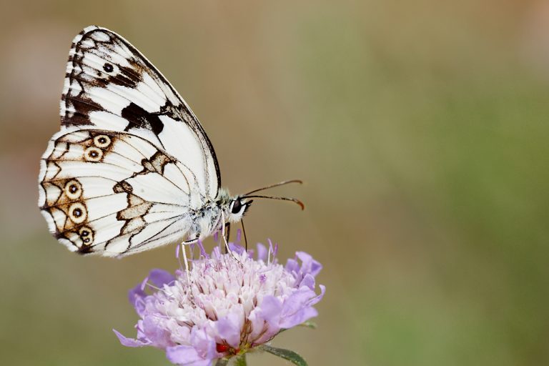 Melanargia lachesis - Medioluto ibérica