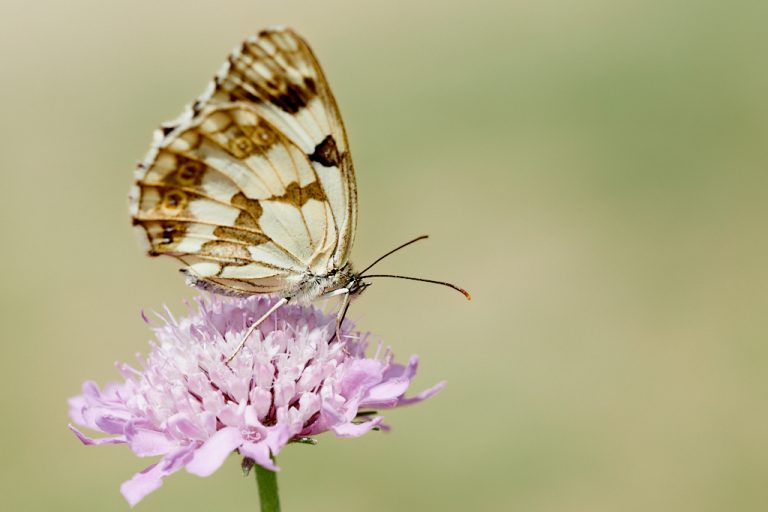 Melanargia lachesis - Medioluto ibérica