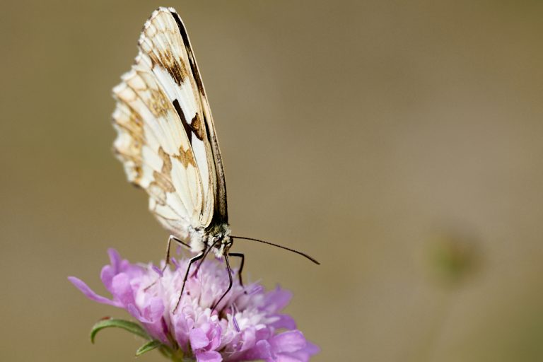 Melanargia lachesis - Medioluto ibérica