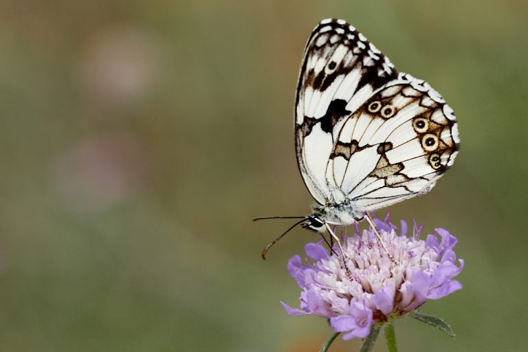 Melanargia lachesis - Medioluto ibérica