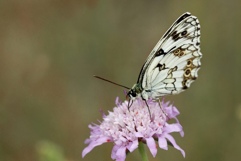 Melanargia lachesis - Medioluto ibérica