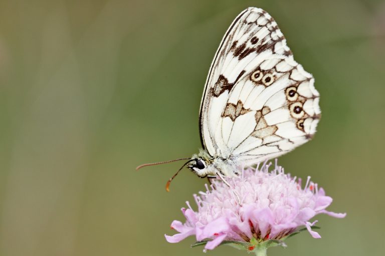 Melanargia lachesis - Medioluto ibérica