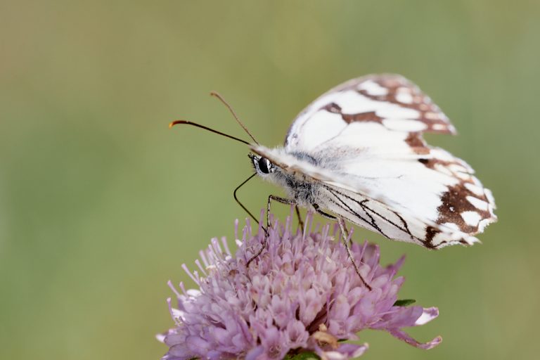 Melanargia lachesis - Medioluto ibérica