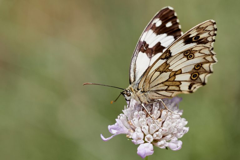 Melanargia lachesis - Medioluto ibérica