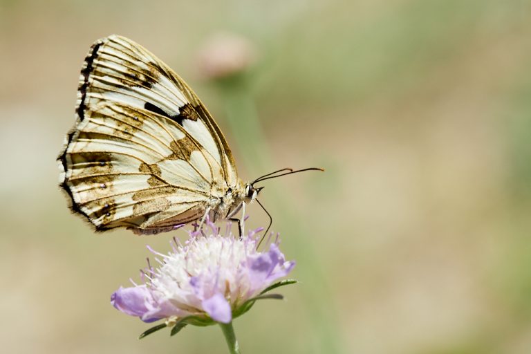 Melanargia lachesis - Medioluto ibérica