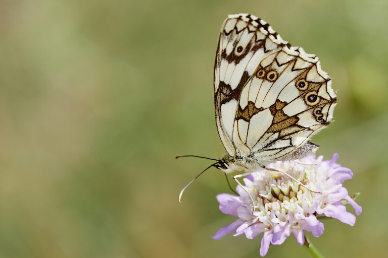 Melanargia lachesis - Medioluto ibérica