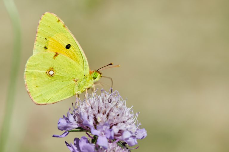 Colias crocea - Colias común