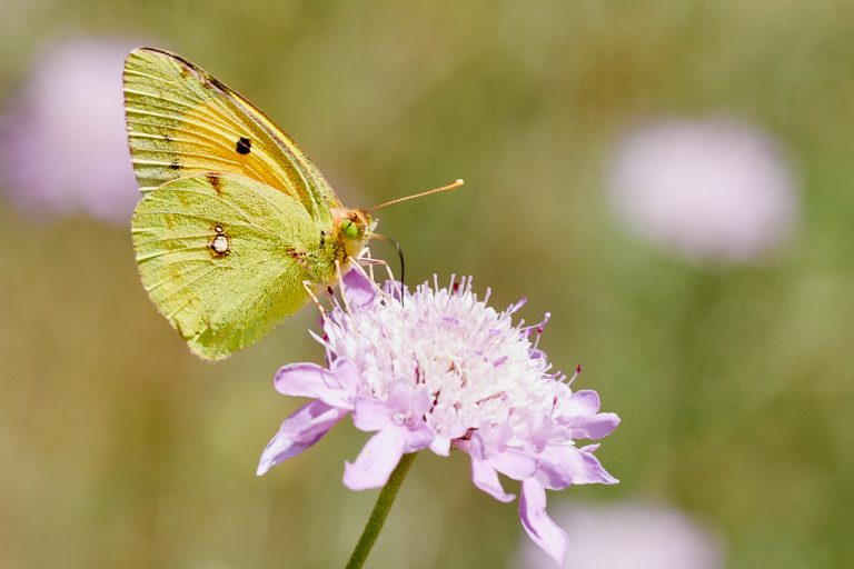 Colias crocea - Colias común