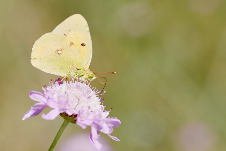 Colias crocea - Colias común