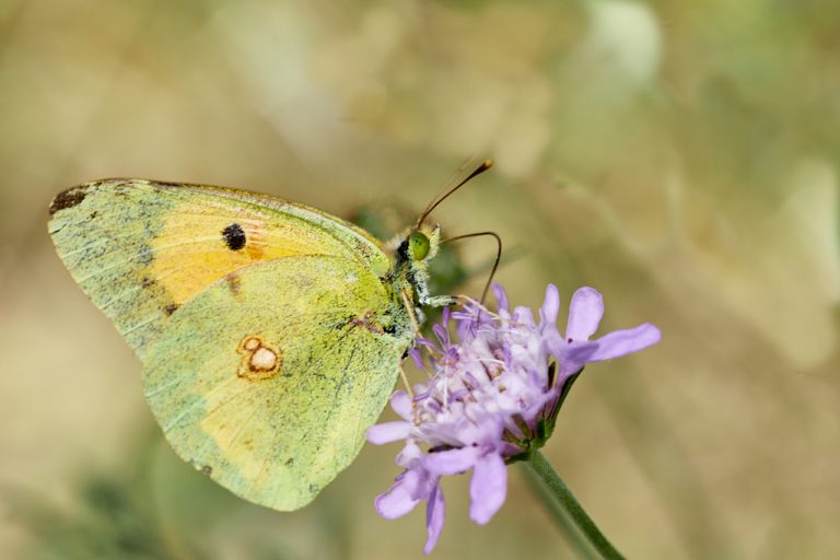 Colias crocea - Colias común