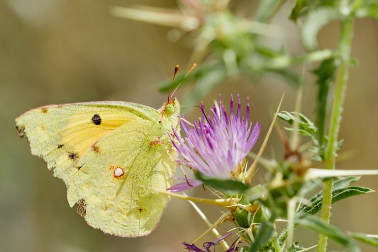 Colias crocea - Colias común