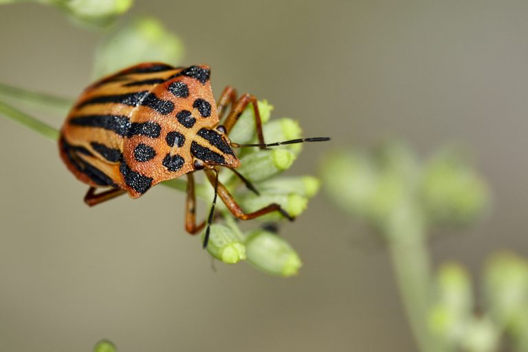 Graphosoma semipunctatum - Chinche punteada