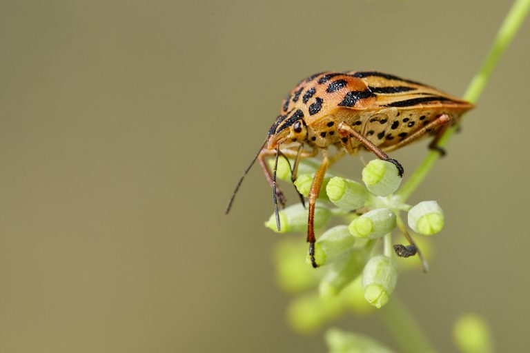 Graphosoma semipunctatum - Chinche punteada