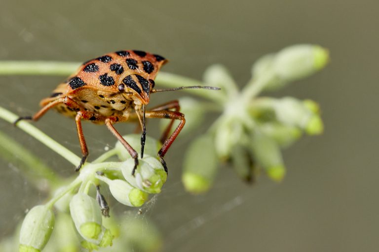 Graphosoma semipunctatum - Chinche punteada