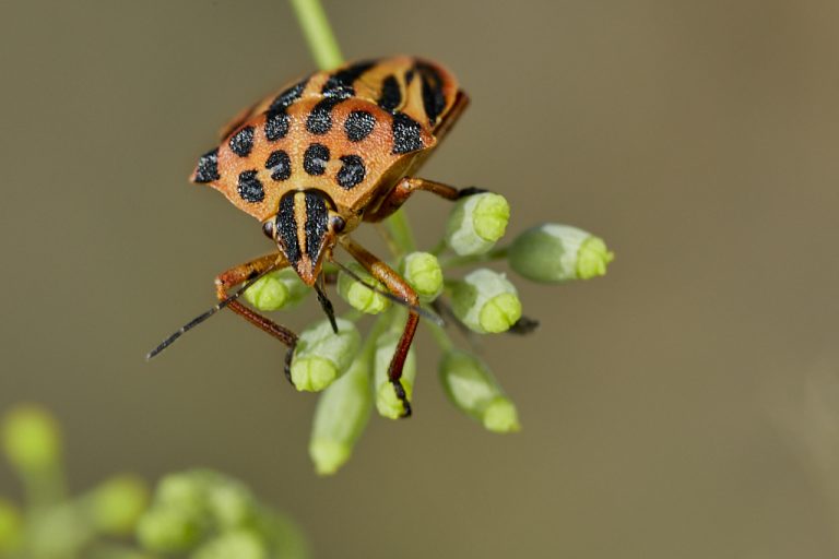 Graphosoma semipunctatum - Chinche punteada