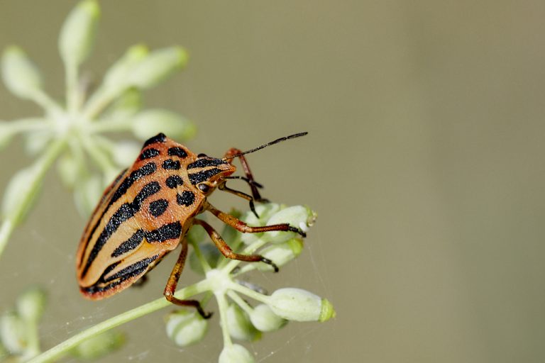 Graphosoma semipunctatum - Chinche punteada