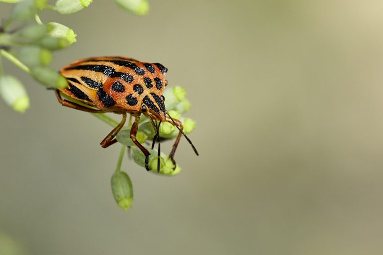 Graphosoma semipunctatum - Chinche punteada