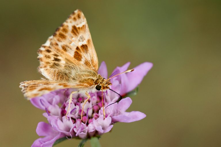 Carcharodus alceae - Capitán malva