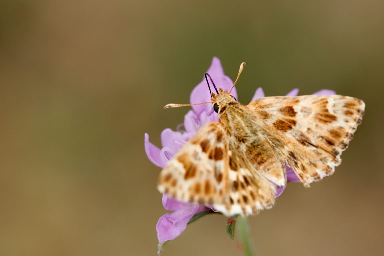 Carcharodus alceae - Capitán malva