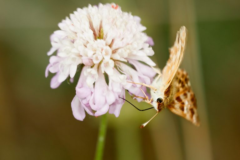 Carcharodus alceae - Capitán malva