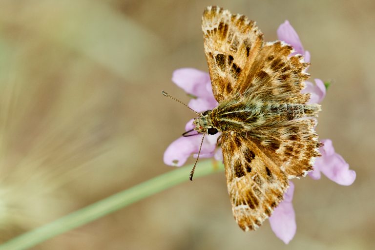 Carcharodus alceae - Capitán malva