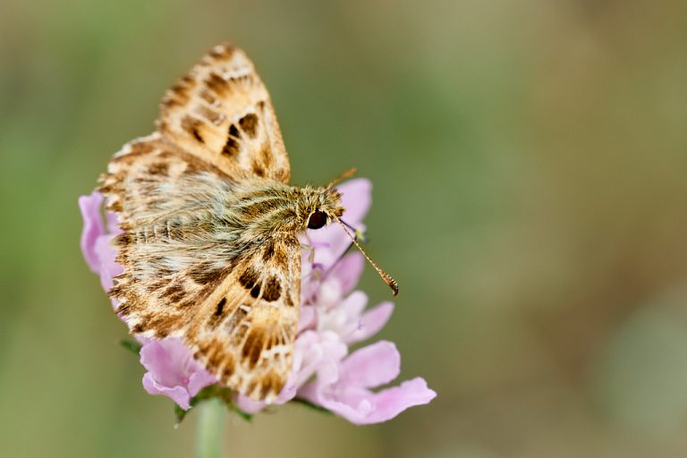 Carcharodus alceae - Capitán malva