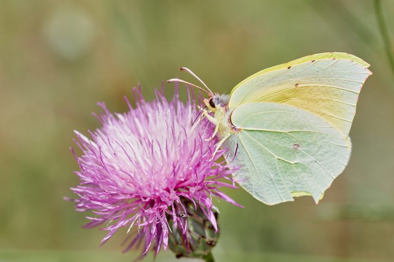 Gonepteryx cleopatra - Cleopatra