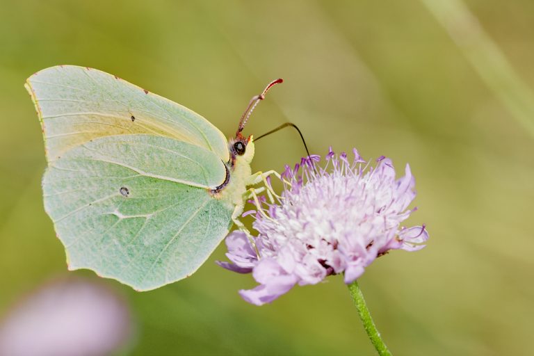 Gonepteryx cleopatra - Cleopatra