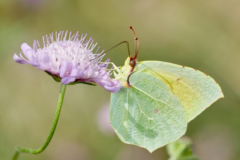 Gonepteryx cleopatra - Cleopatra