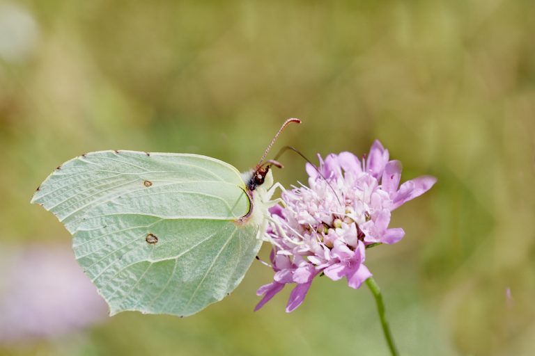 Gonepteryx cleopatra - Cleopatra