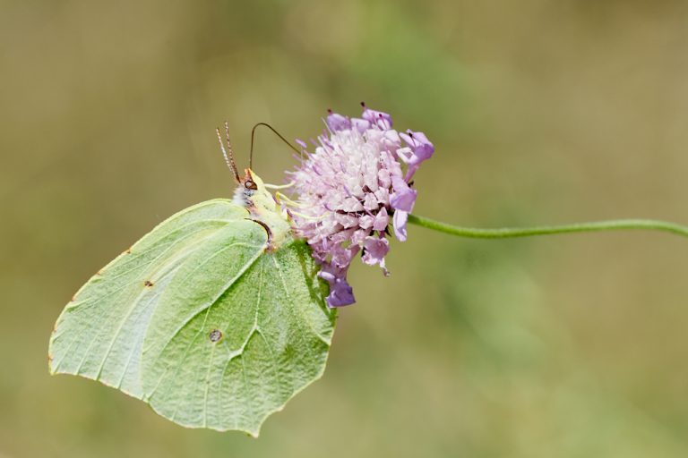 Gonepteryx cleopatra - Cleopatra