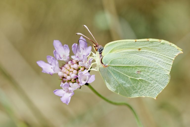 Gonepteryx cleopatra - Cleopatra