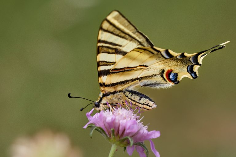 Iphiclides podalirius - Podalirio